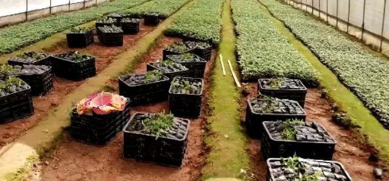 超纯种正中江津九叶青成品花椒苗已经上市