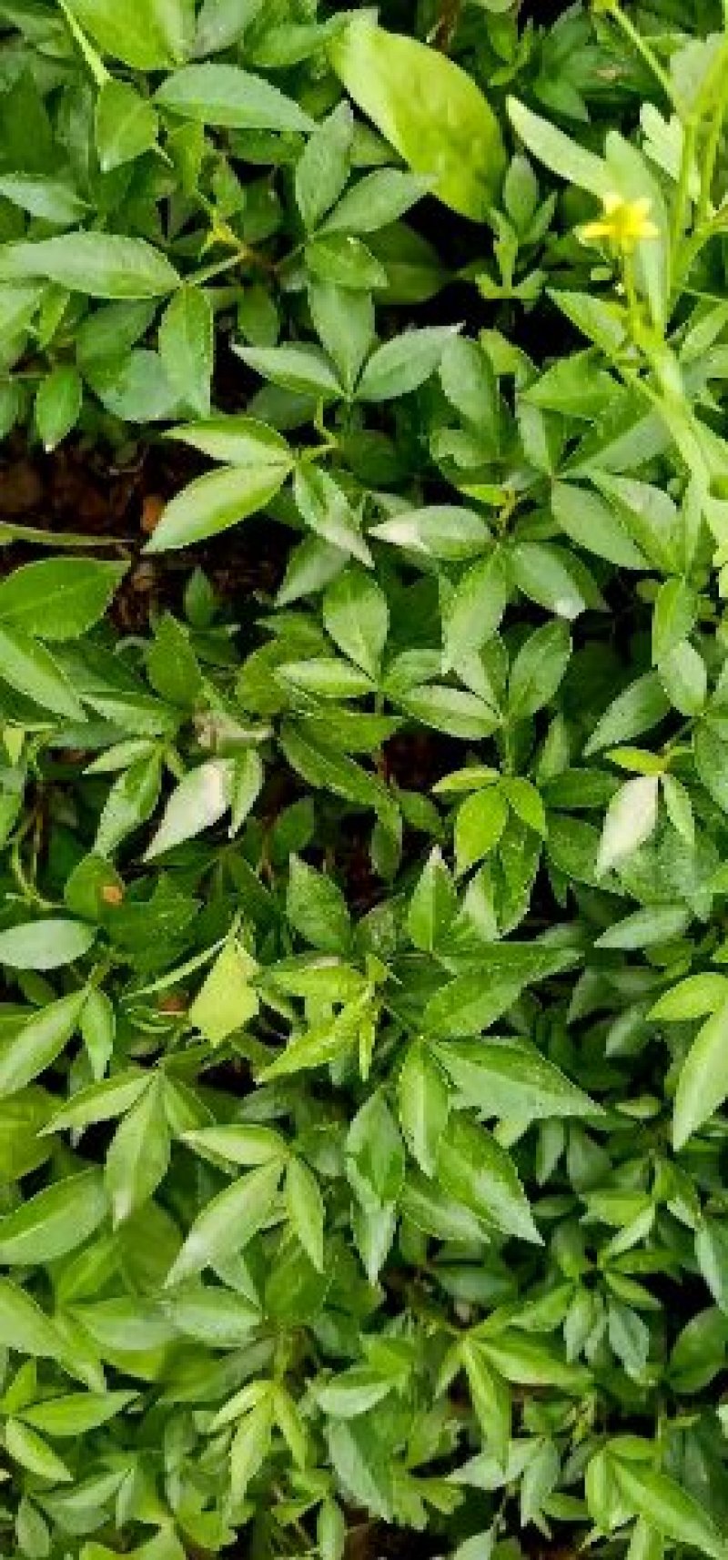 超纯种正中江津九叶青成品花椒苗已经上市