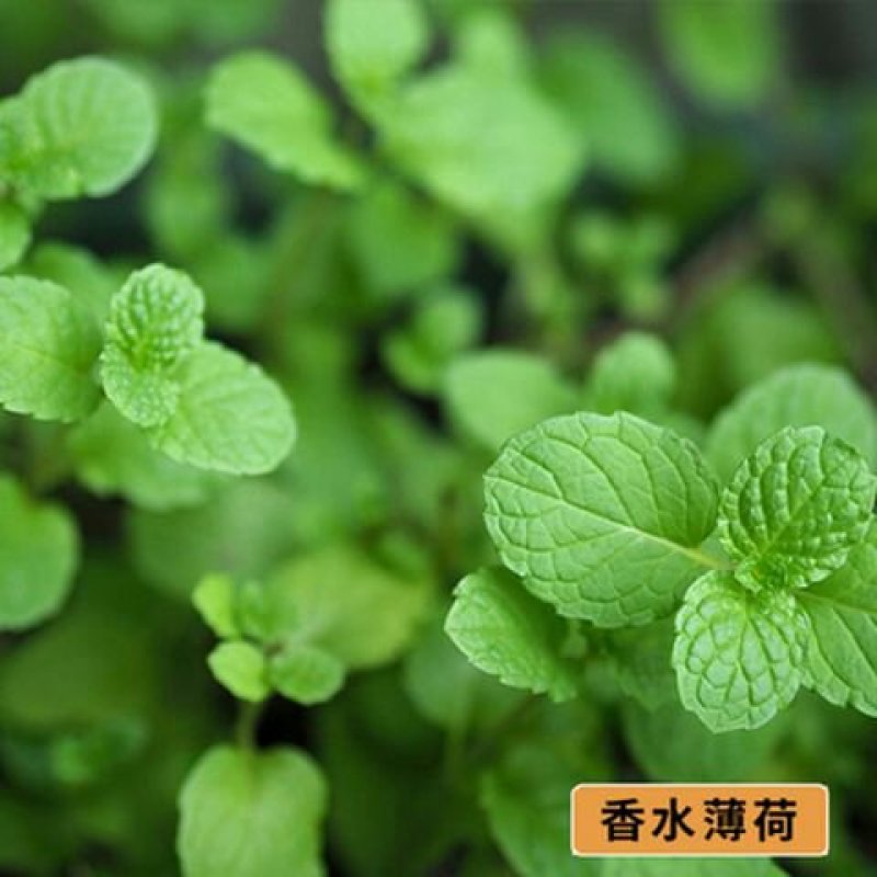【买一送一】1000粒食用薄荷种子四季种子易活室内柠檬猫