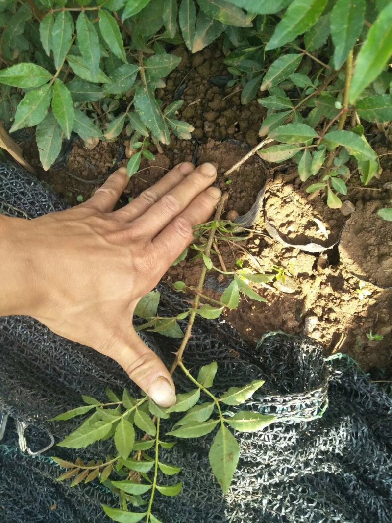 超纯种正中江津九叶青成品花椒苗已经上市