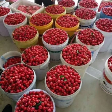大棚樱桃