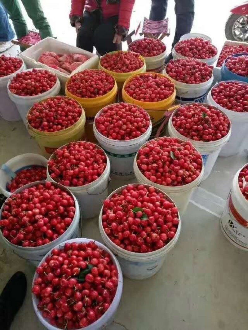 大棚樱桃