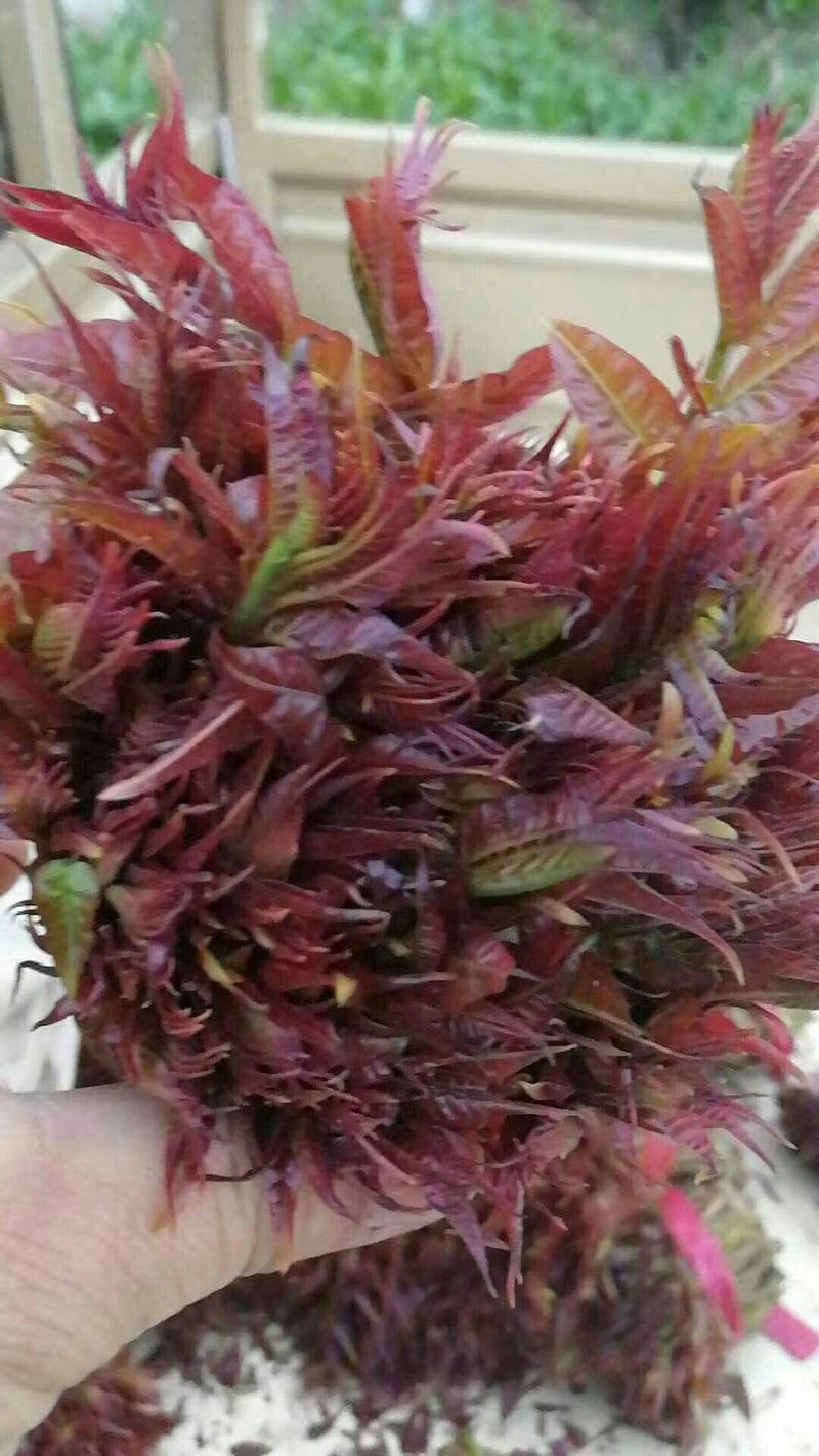 山西红油香椿芽，色泽漂亮大量上市。欢迎各位咨询