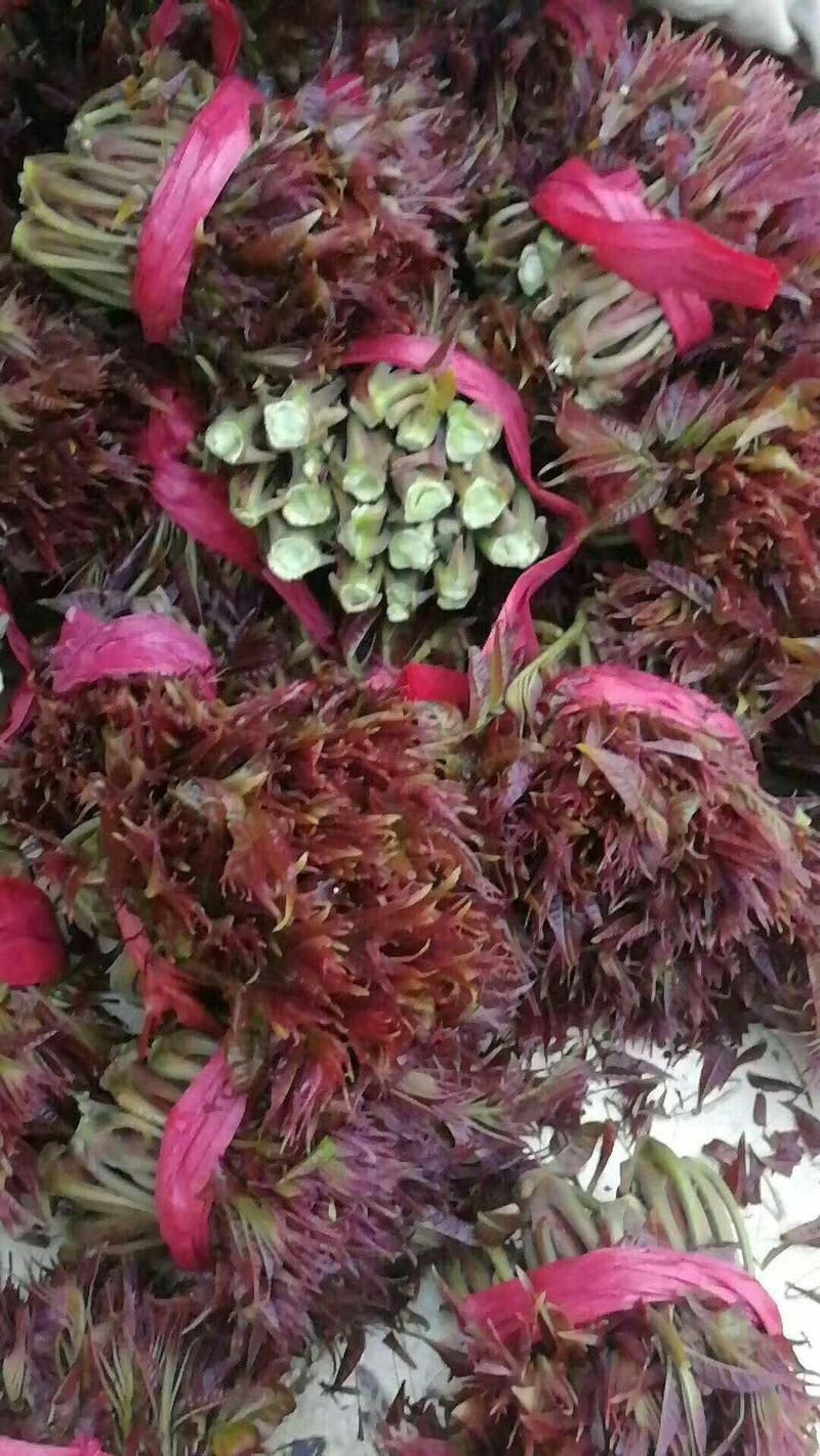 山西红油香椿芽，色泽漂亮大量上市。欢迎各位咨询