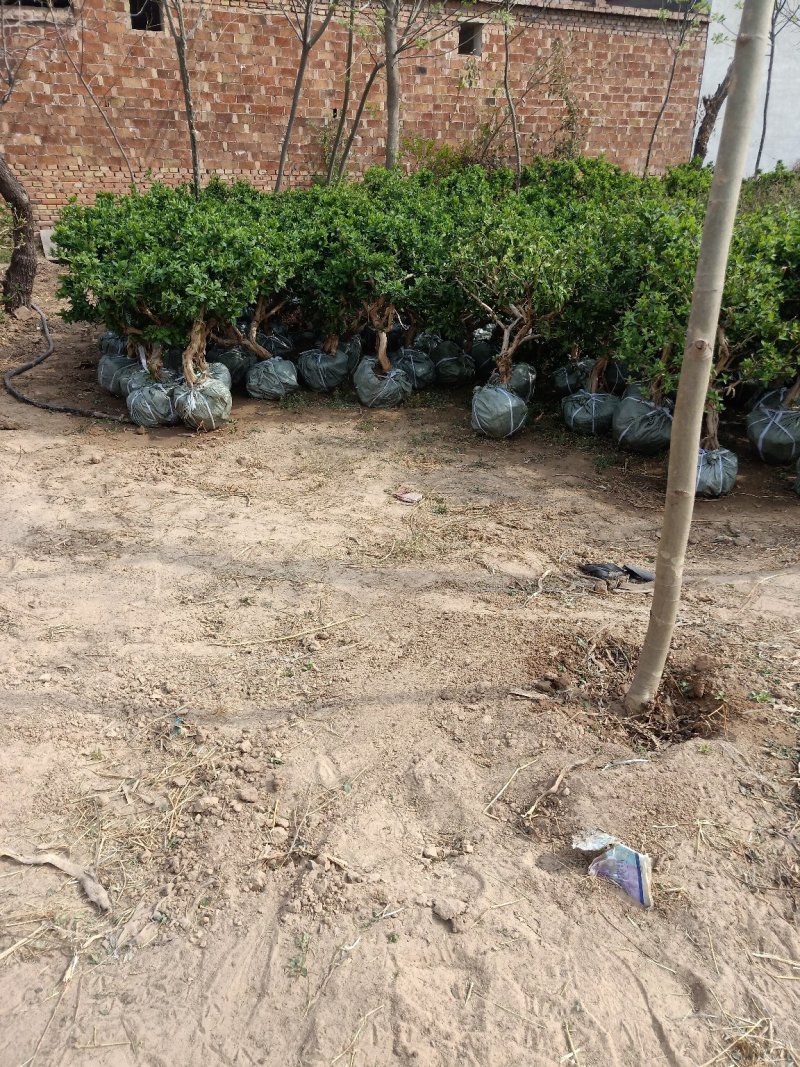 金银花盆景树现在移栽最好成活的时候了，抓紧时间下单了