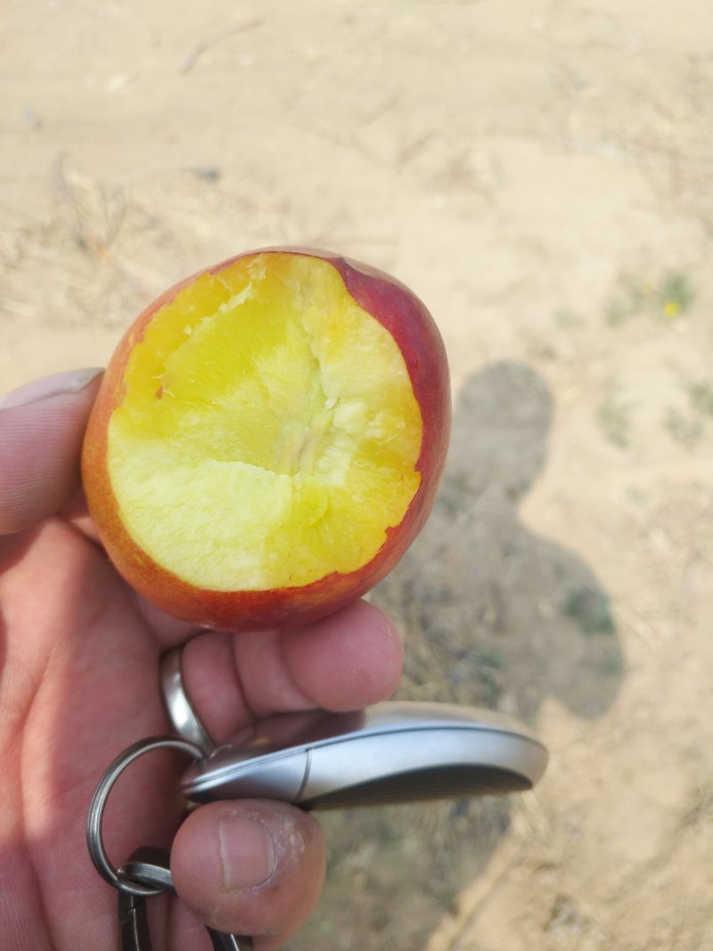 中油4号黄心油桃，诚信代办！！！！油桃基地