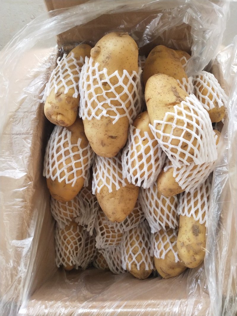 山东泰安肥城荷兰十五土豆冷库土豆价格优惠欢迎咨询下单
