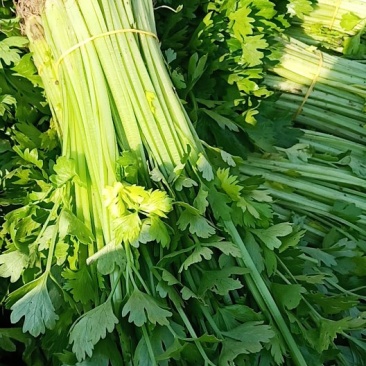 芹菜。精品小香芹。。。。各种蔬菜