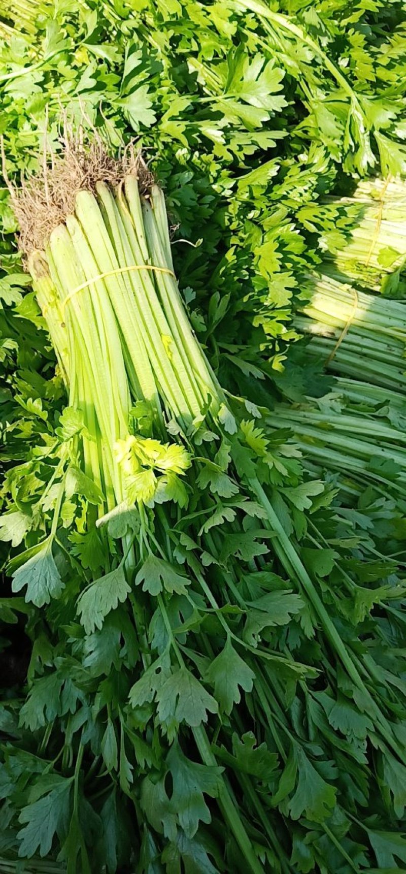 芹菜。精品小香芹。。。。各种蔬菜