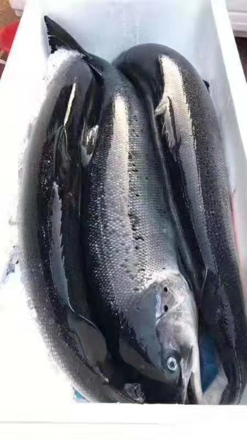 现杀冰鲜挪威三文鱼智力三文鱼