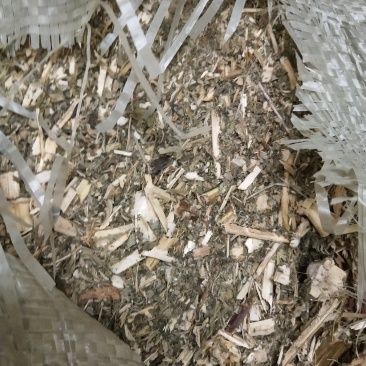 益母草