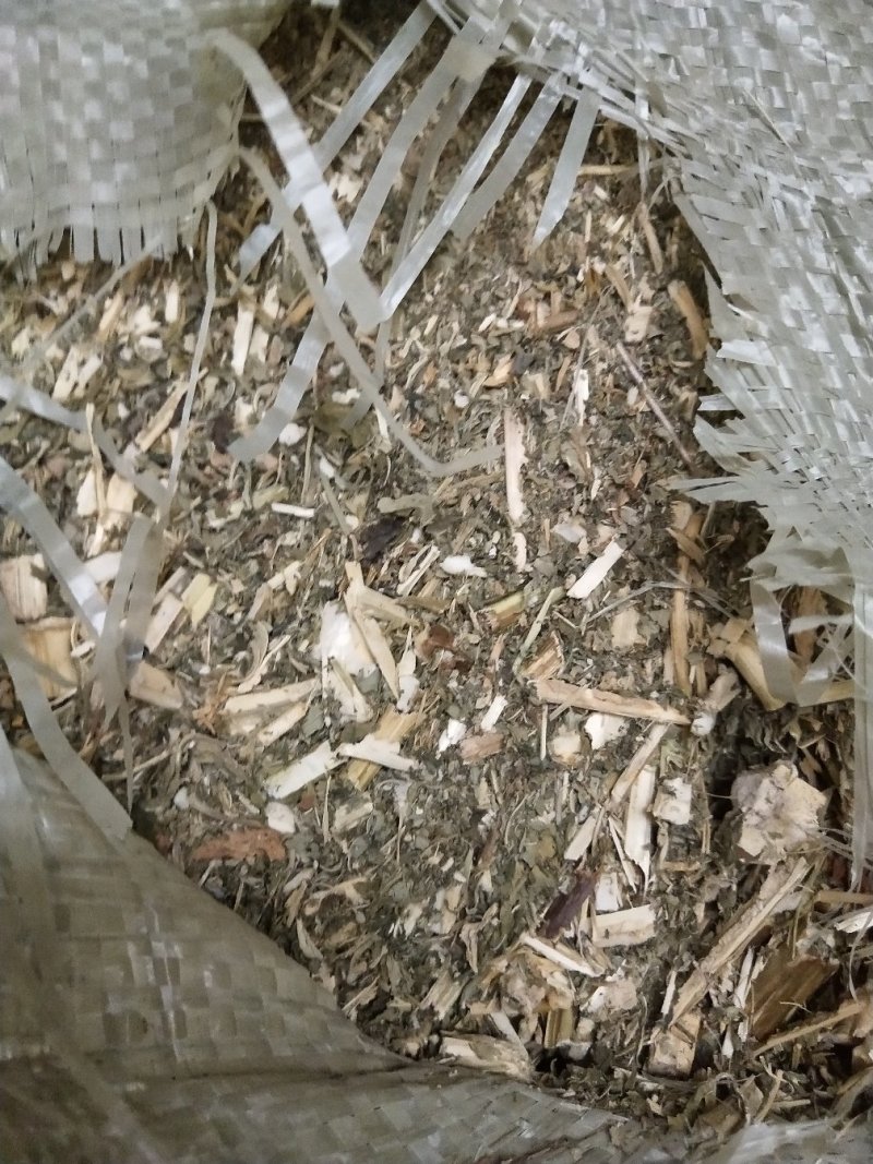 益母草