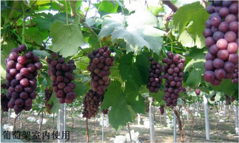 厂家直销塑钢线托幕线果树蔬菜搭架专用抗老化