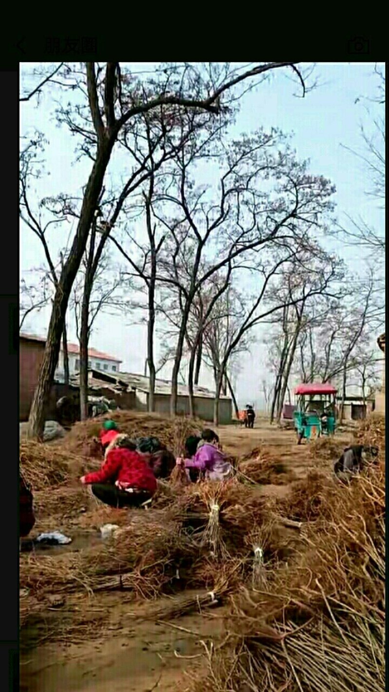 紫惠槐苗万亩基地直供一手货源量大从优欢迎合作。