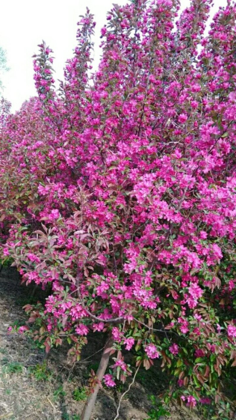 【开花的海棠树】北美海棠红宝石海棠绚丽海棠海棠花