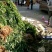 湖南高山地区鸡头黄精苗，种茎，种芽，种苗。
