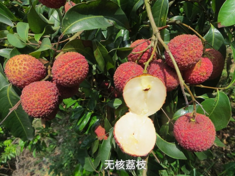 无核荔枝苗粗壮无病无虫须根多