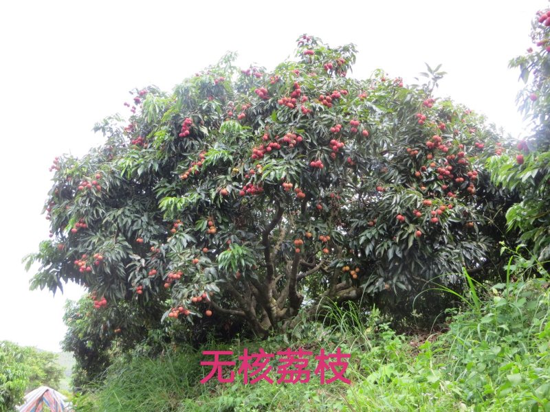 无核荔枝苗粗壮无病无虫须根多