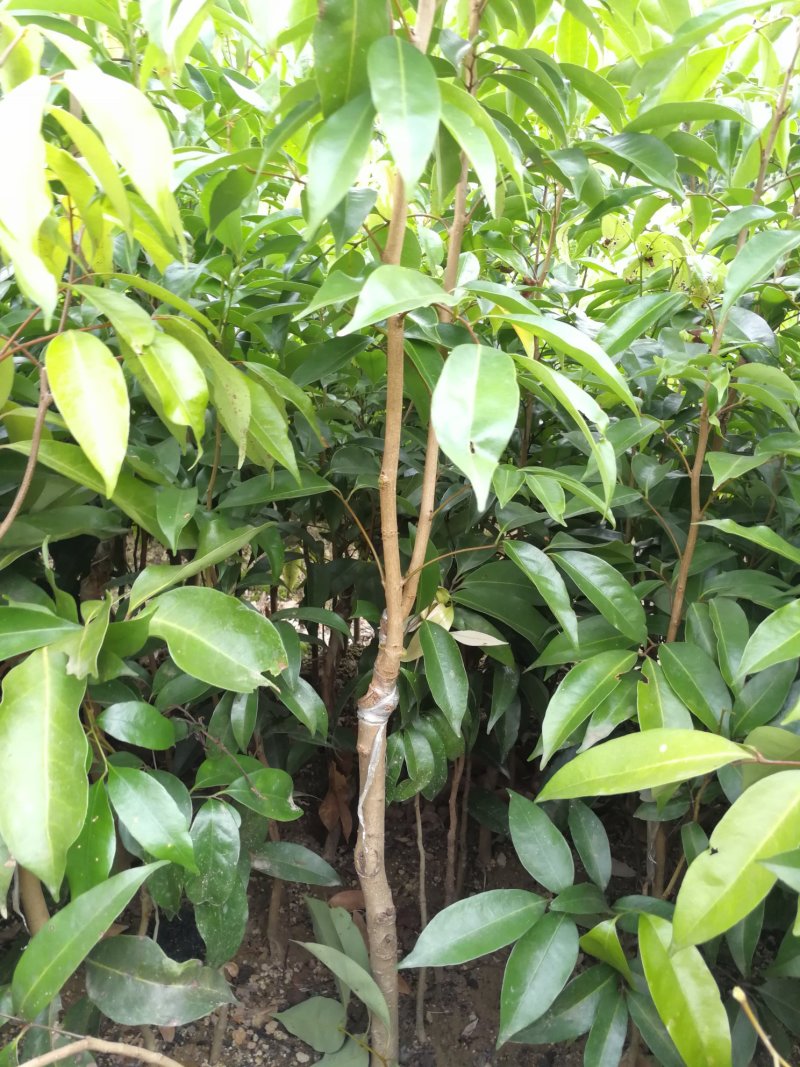 无核荔枝苗粗壮无病无虫须根多