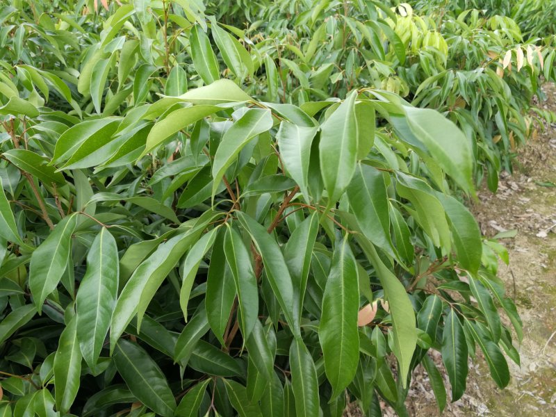 无核荔枝苗粗壮无病无虫须根多