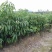 无核荔枝苗粗壮无病无虫须根多
