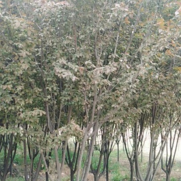 红叶李