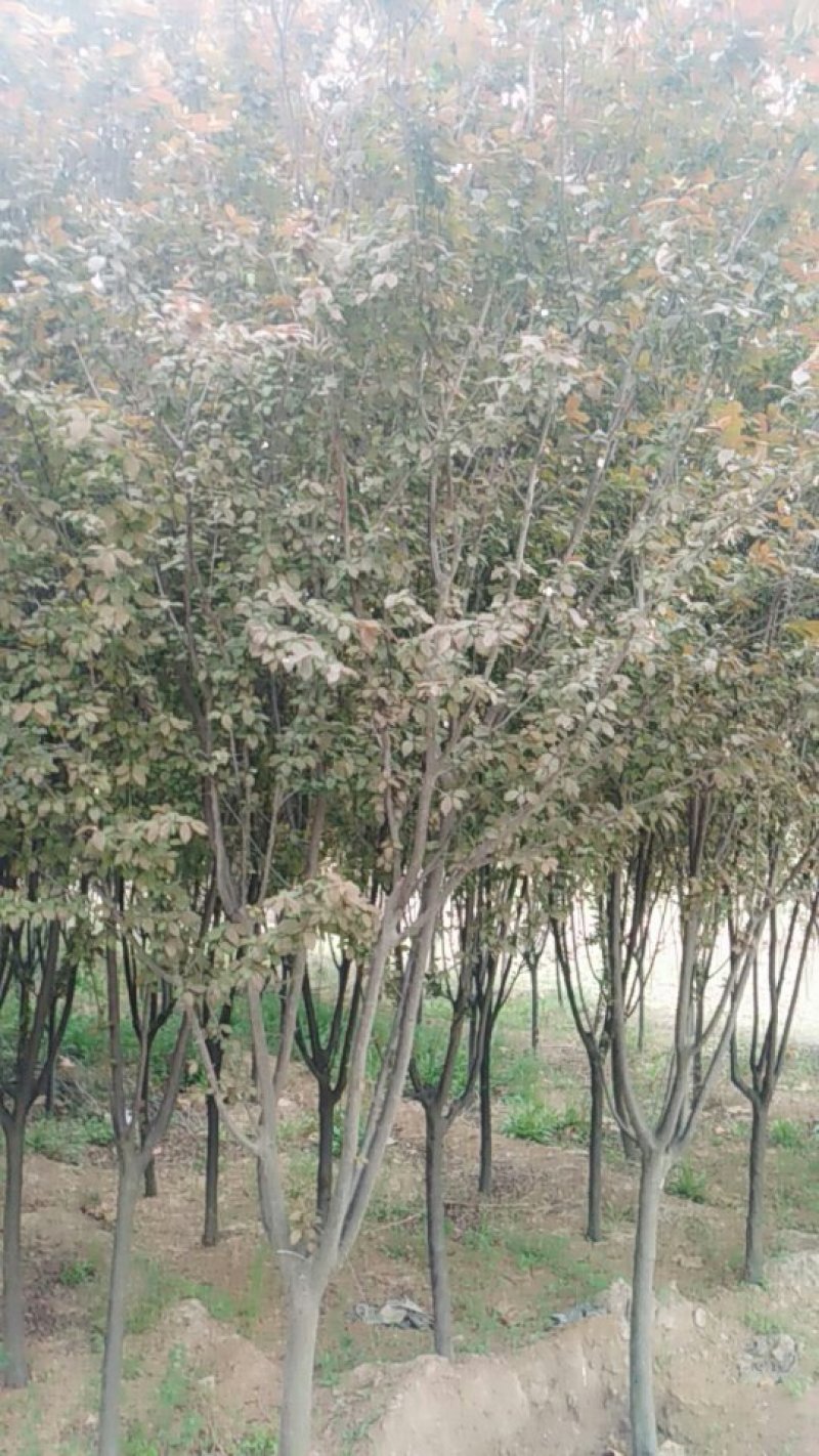 红叶李