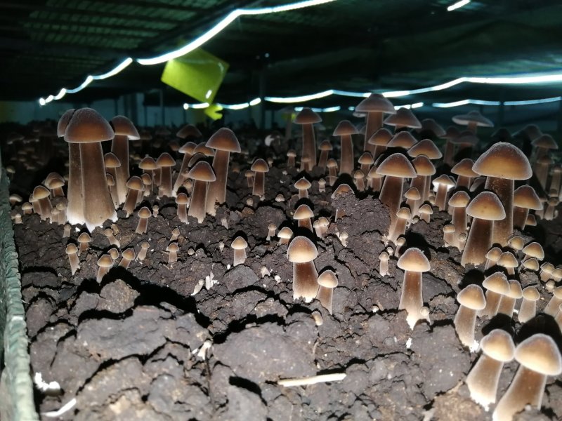 新鲜黑皮鸡枞菌价格优惠