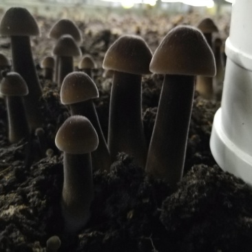 新鲜黑皮鸡枞菌价格优惠