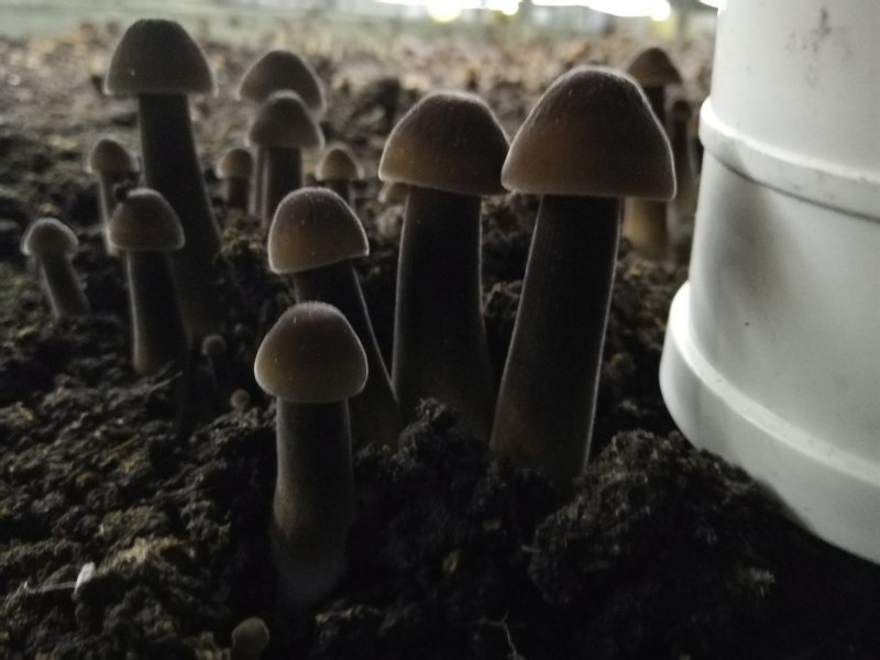 新鲜黑皮鸡枞菌价格优惠