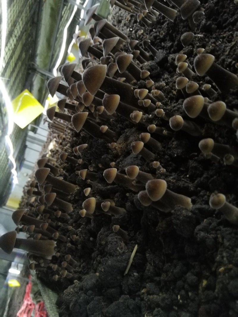 新鲜黑皮鸡枞菌价格优惠