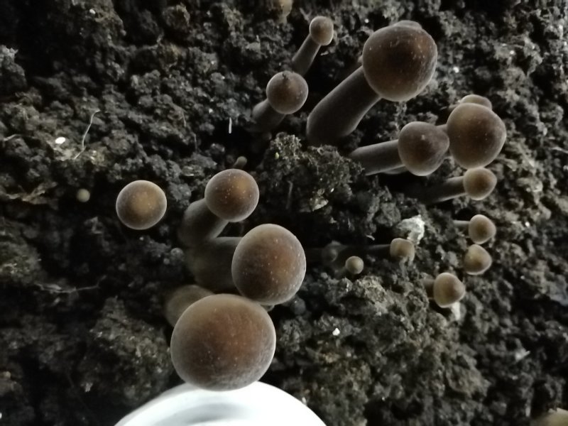新鲜黑皮鸡枞菌价格优惠