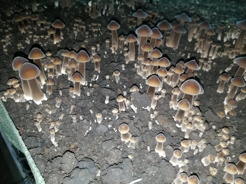 新鲜黑皮鸡枞菌价格优惠