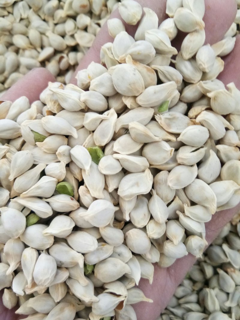 橘核江西净货实物拍摄一公斤起量大从优