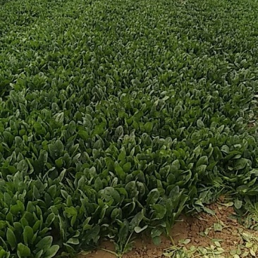 20公分以下的小菠菜