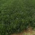 20公分以下的小菠菜