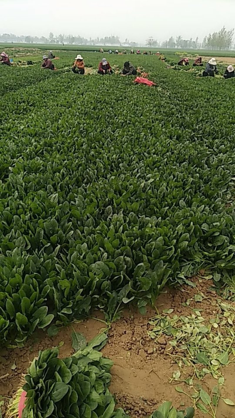 20公分以下的小菠菜