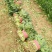 20公分以下的小菠菜