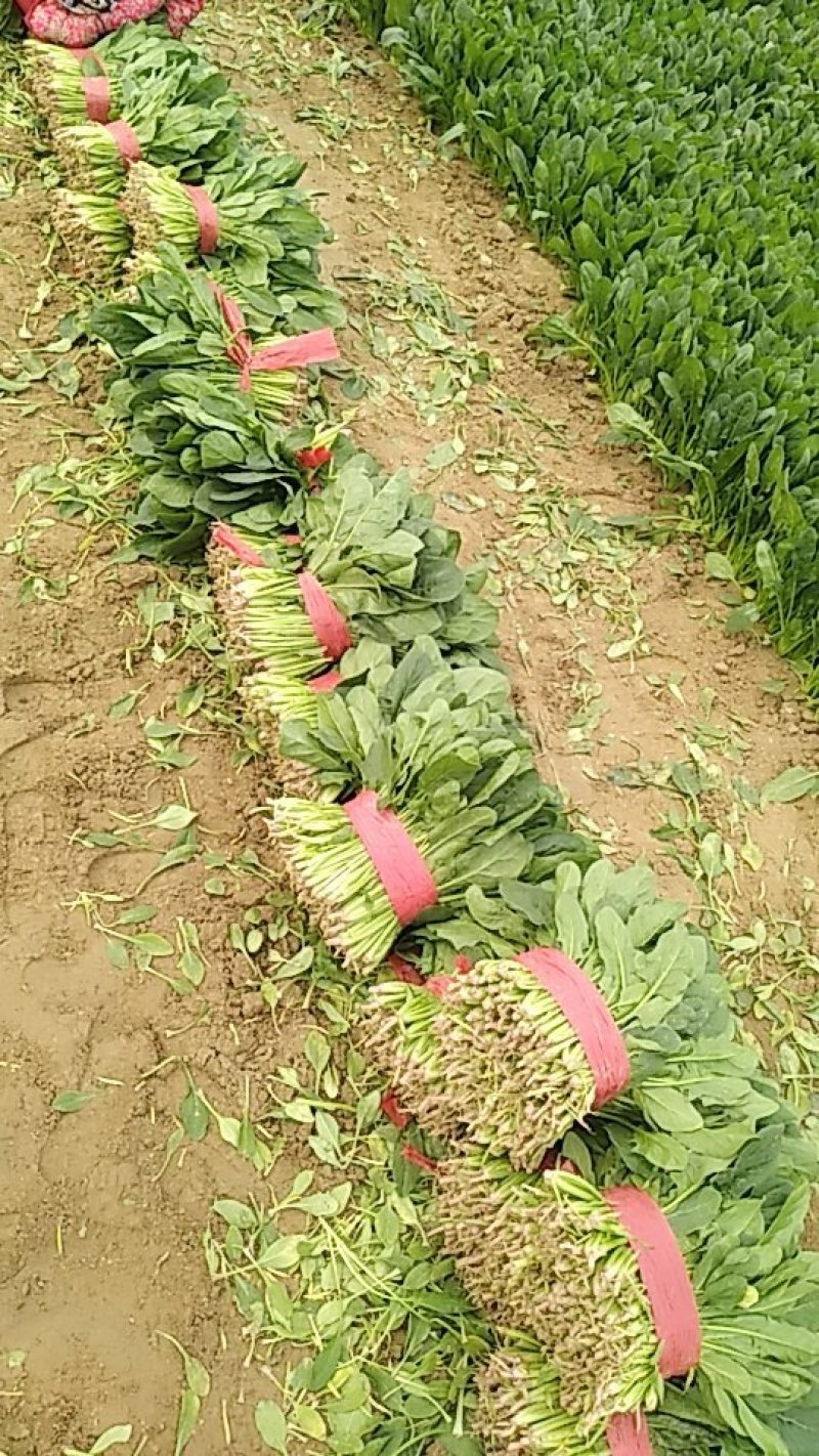 20公分以下的小菠菜