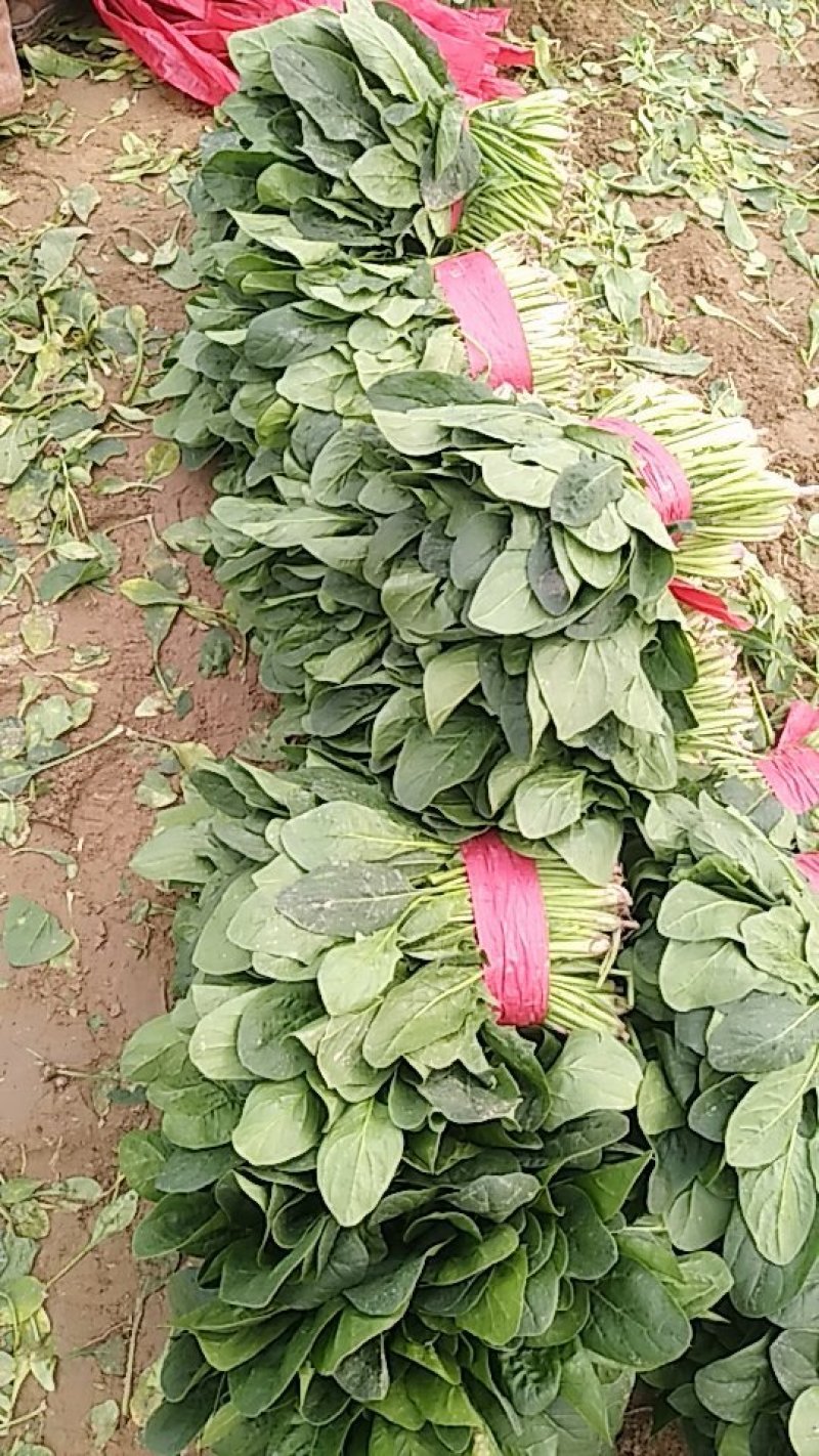 20公分以下的小菠菜