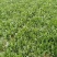 20公分以下的小菠菜