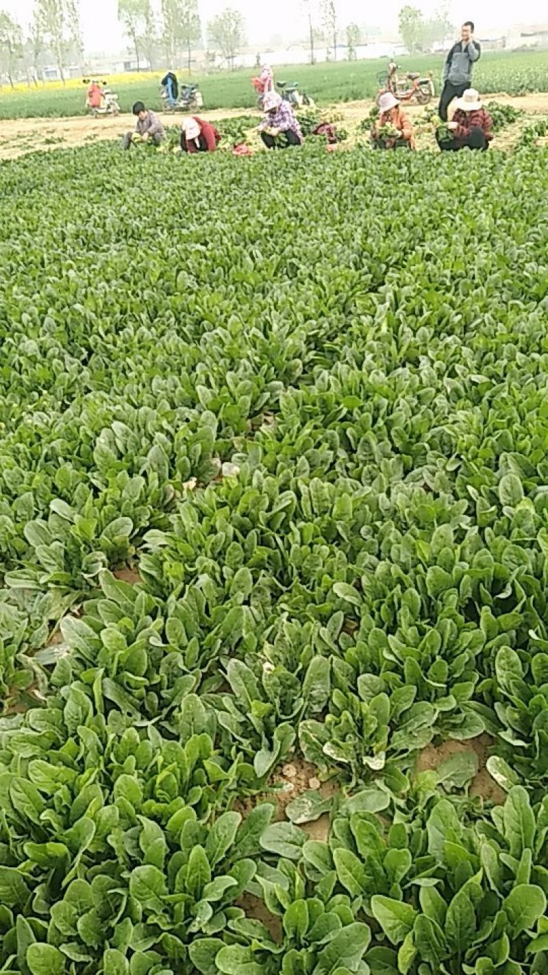 20公分以下的小菠菜