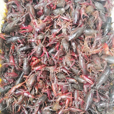 岳阳小龙虾6钱以上青虾产地直销
