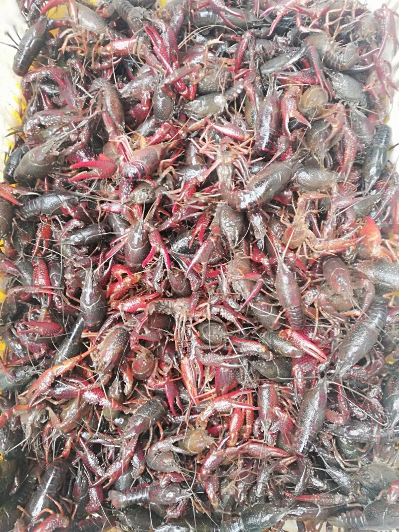 岳阳小龙虾6钱以上青虾产地直销