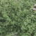 自产自销连翘苗40-70公分