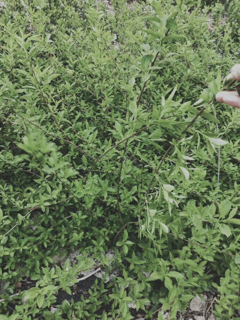 自产自销连翘苗40-70公分