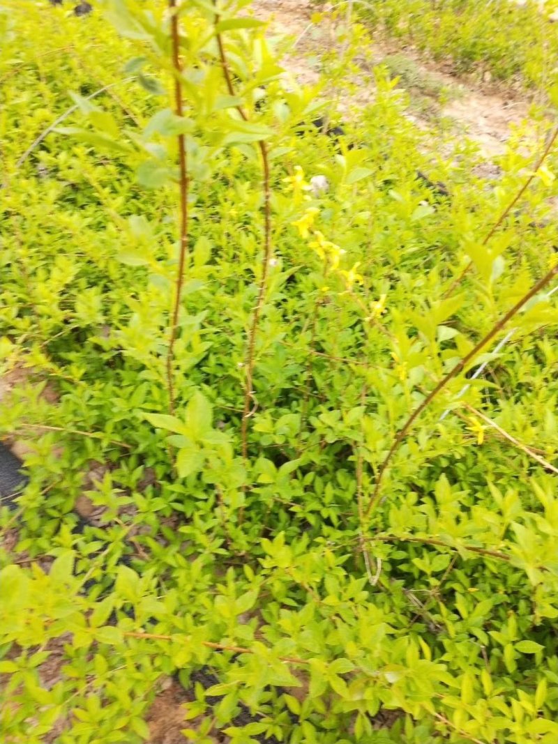 自产自销连翘苗40-70公分