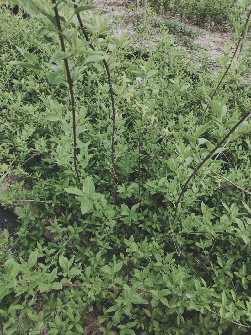 自产自销连翘苗40-70公分