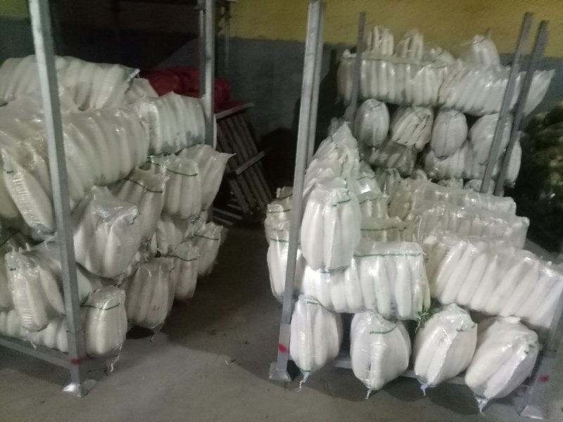 白萝卜精品4排大量有货