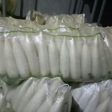 白萝卜精品4排大量有货